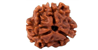 3 Mukhi Indonesia Rudraksh