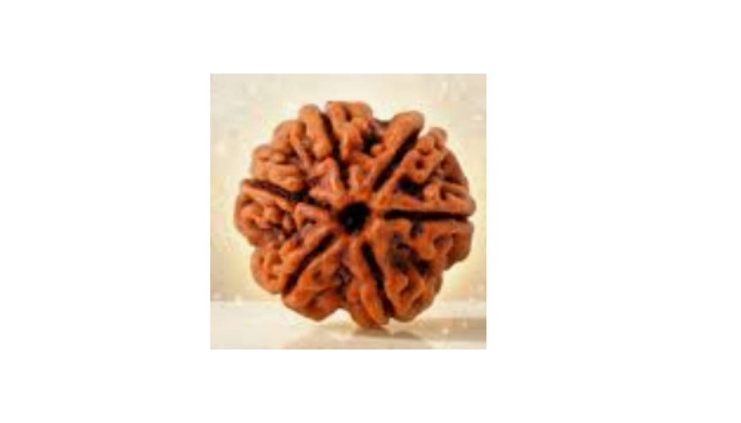 6 Mukhi Indonesia Rudraksh