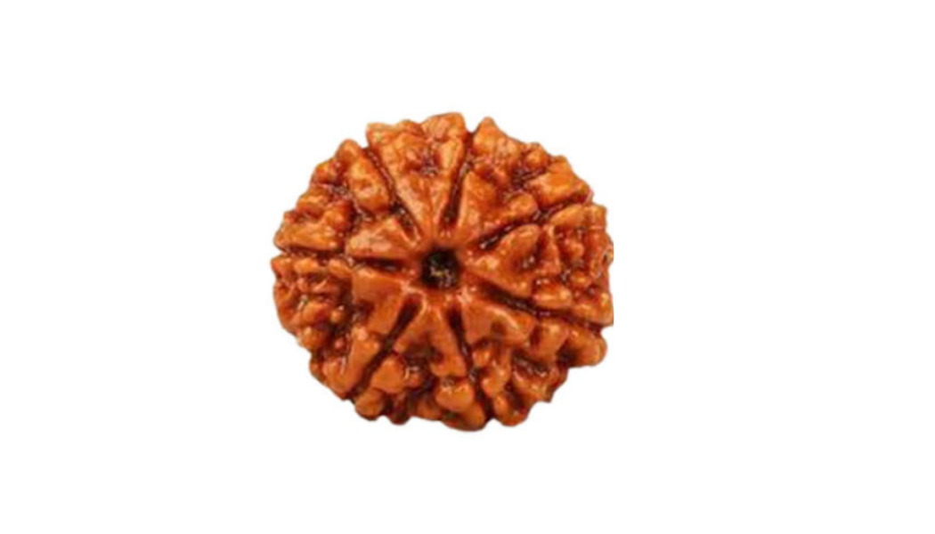 7 Mukhi Indonesia Rudraksh