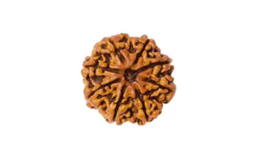8 Mukhi Indonesia Rudraksh