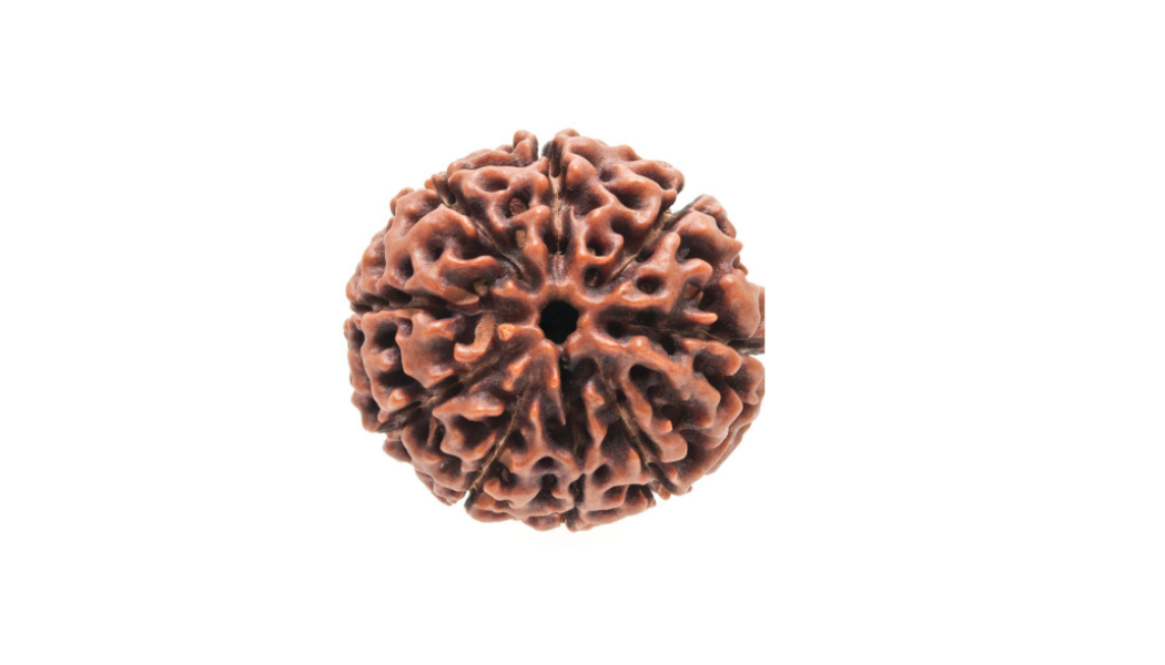 9 Mukhi Indonesia Rudraksh