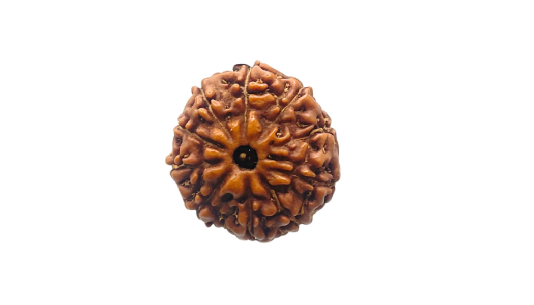 10 Mukhi Indonesia Rudraksh