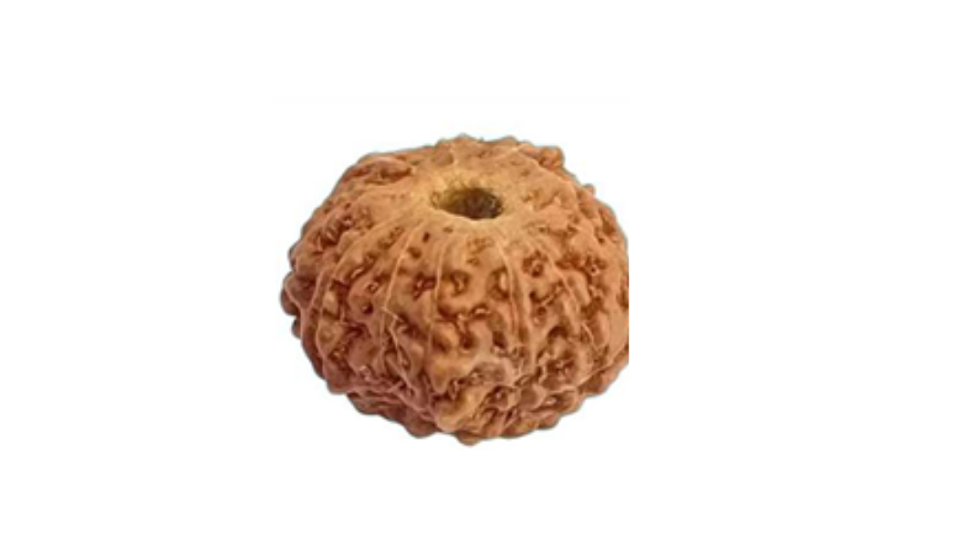 11 Mukhi Indonesia Rudraksh