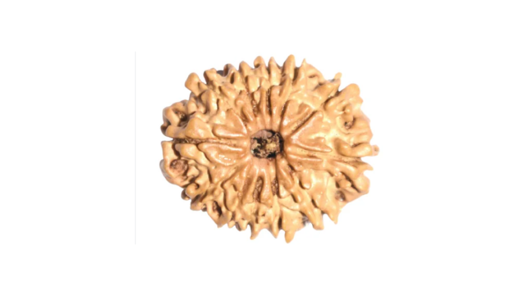 12 Mukhi Indonesia Rudraksh