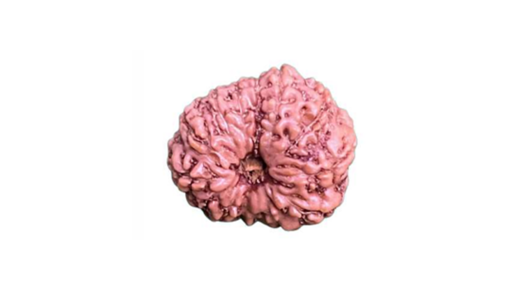 13 Mukhi Indonesia Rudraksh