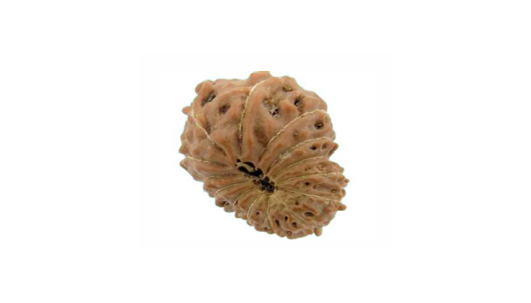 14 Mukhi Indonesia Rudraksh