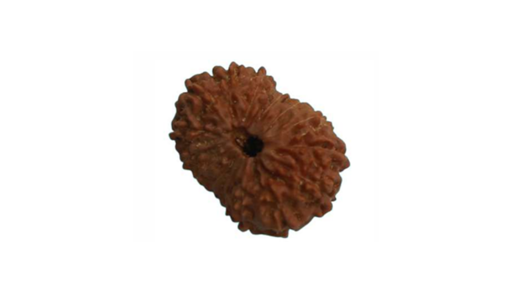 15 Mukhi Indonesia Rudraksh
