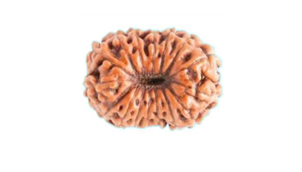 16 Mukhi Indonesia Rudraksh