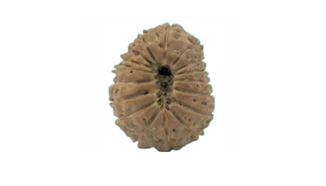 17 Mukhi Indonesia Rudraksh
