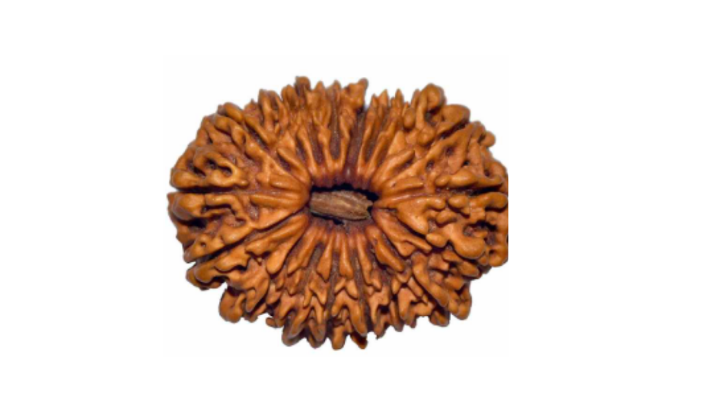18 Mukhi Indonesia Rudraksh
