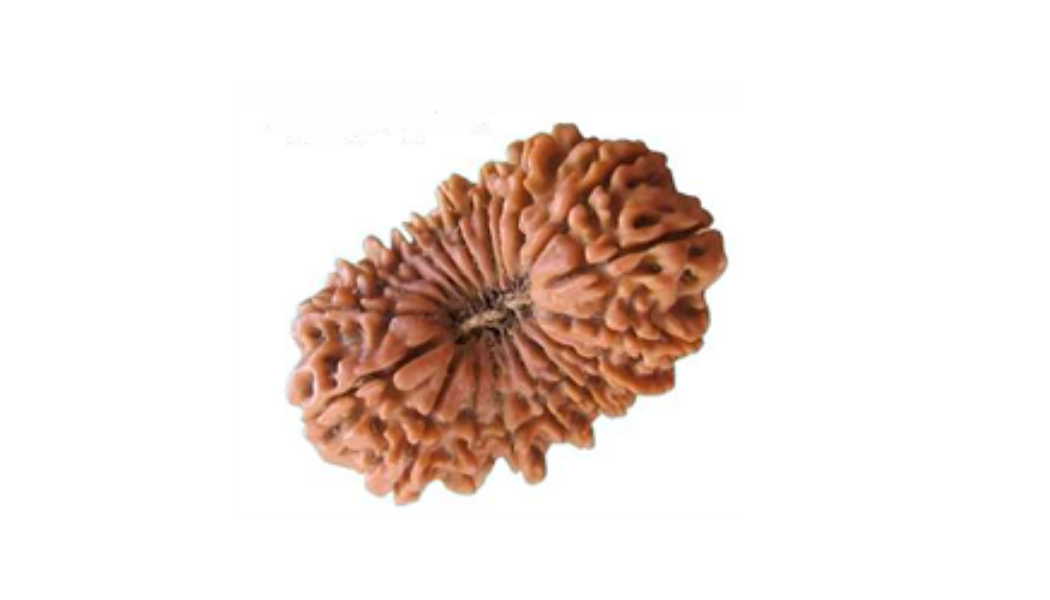 19 Mukhi Indonesia Rudraksh