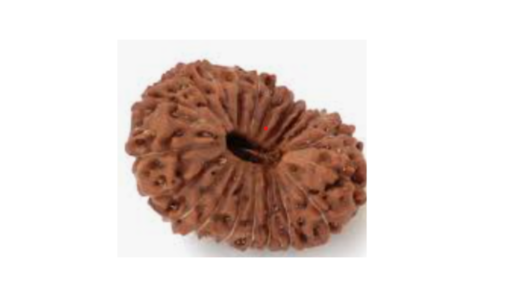 20 Mukhi Indonesia Rudraksh