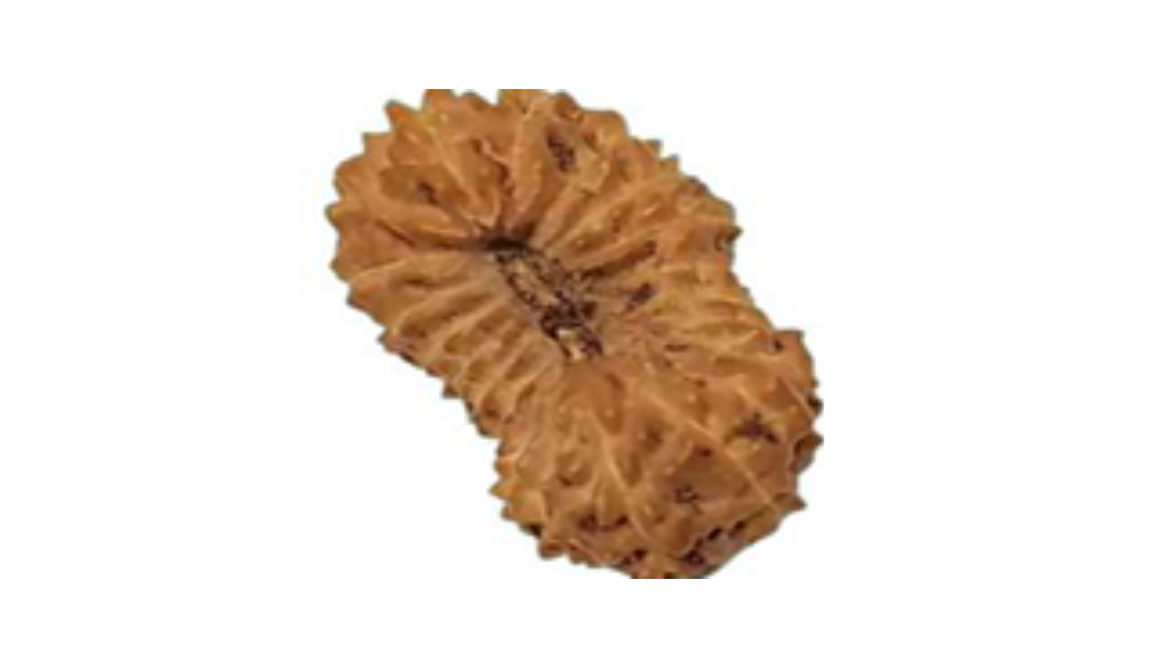 21 Mukhi Indonesia Rudraksh