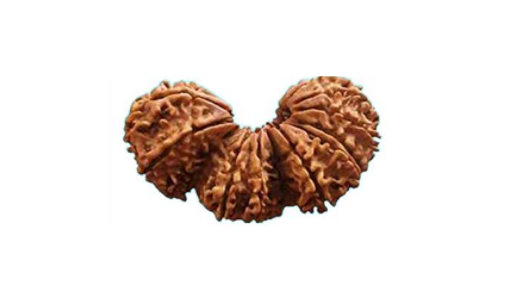 Trijuti Rudraksh (Indonesia)