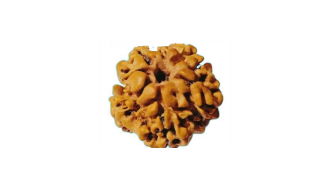 1 Mukhi Nepali Rudraksh