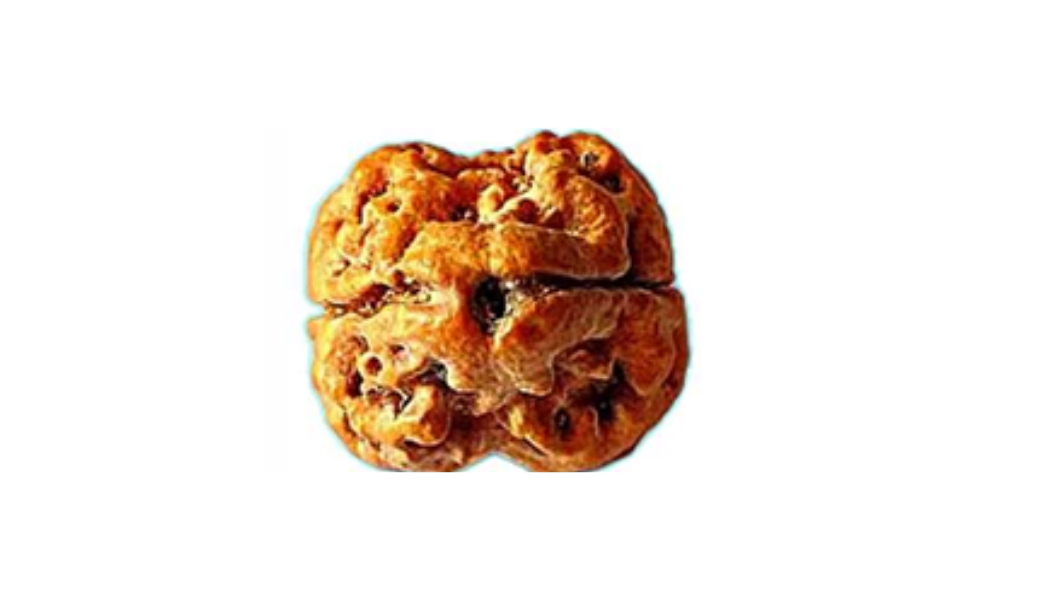 2 Mukhi Nepali Rudraksh