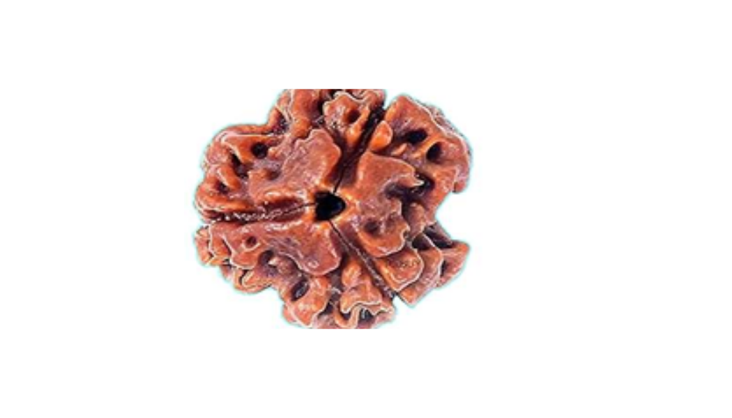 3 Mukhi Nepali Rudraksh