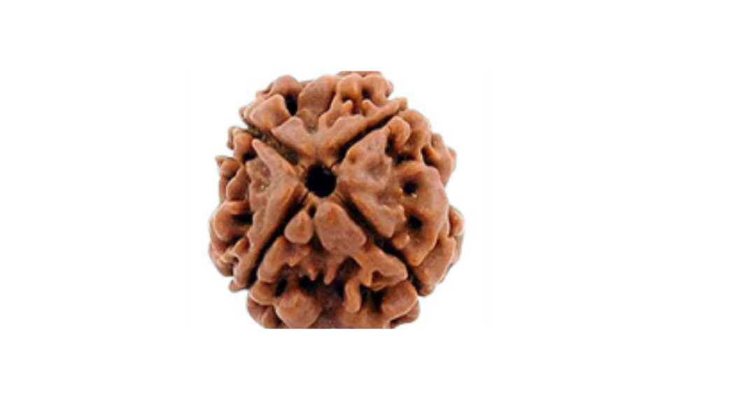 4 Mukhi Nepali Rudraksh