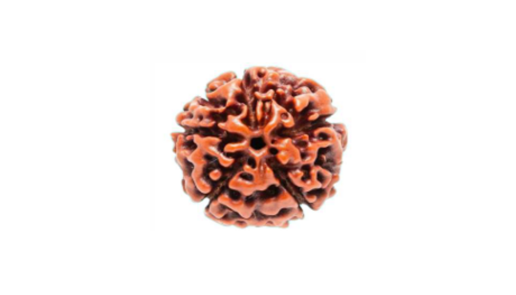 5 Mukhi Nepali Rudraksh