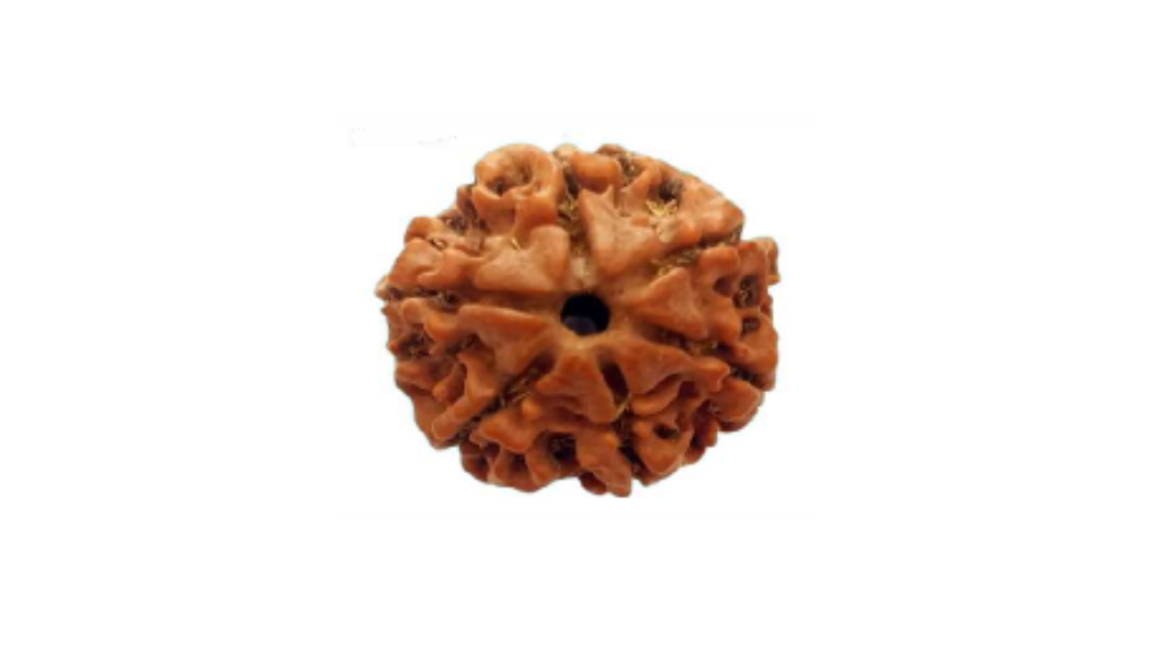 6 Mukhi Nepali Rudraksh