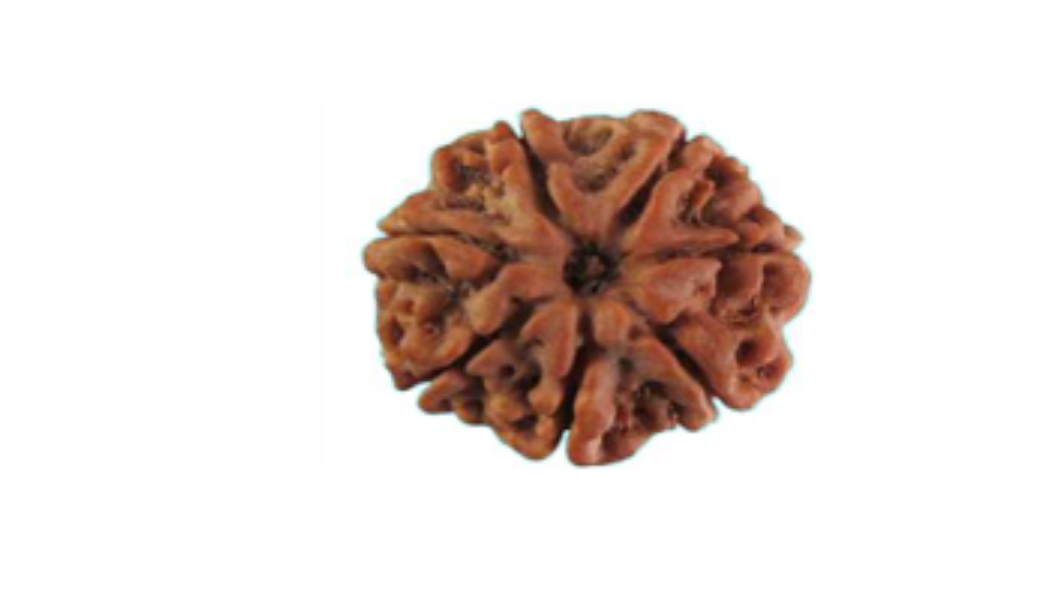 7 Mukhi Nepali Rudraksh