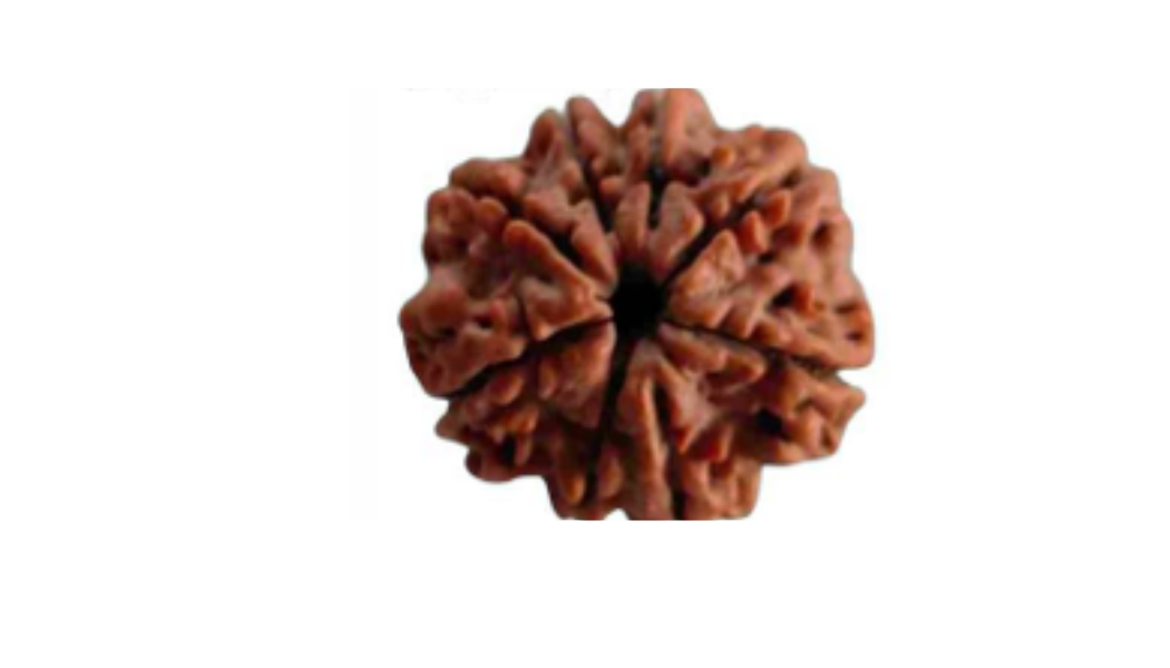 8 Mukhi Nepali Rudraksh