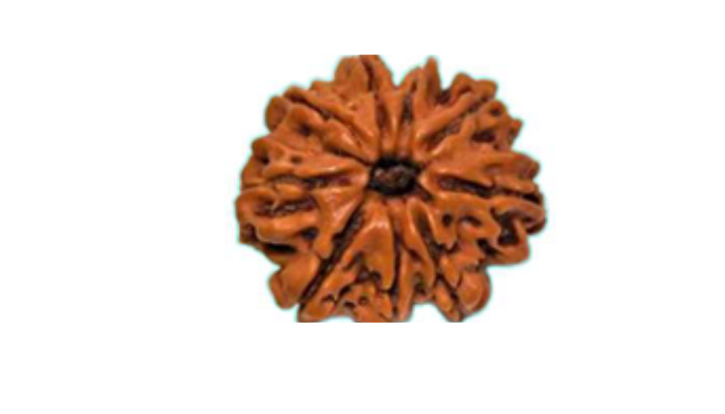 9 Mukhi Nepali Rudraksh