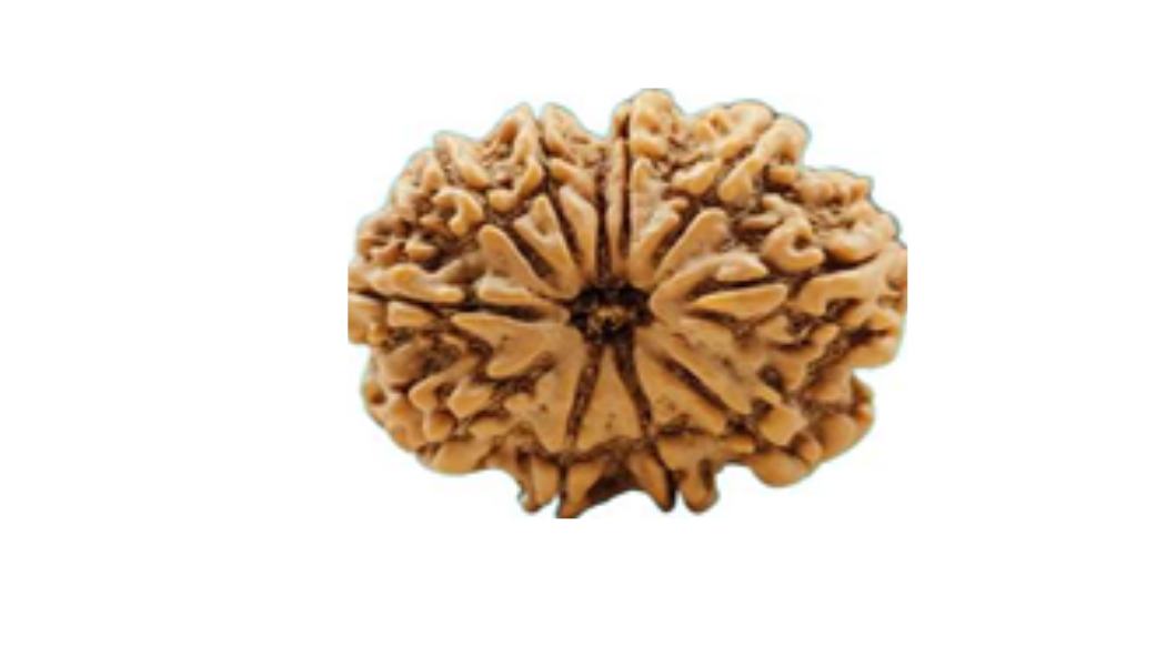 10 Mukhi Nepali Rudraksh