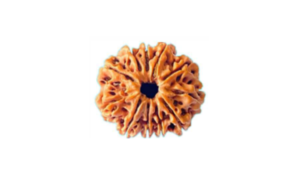 11 Mukhi Nepali Rudraksh