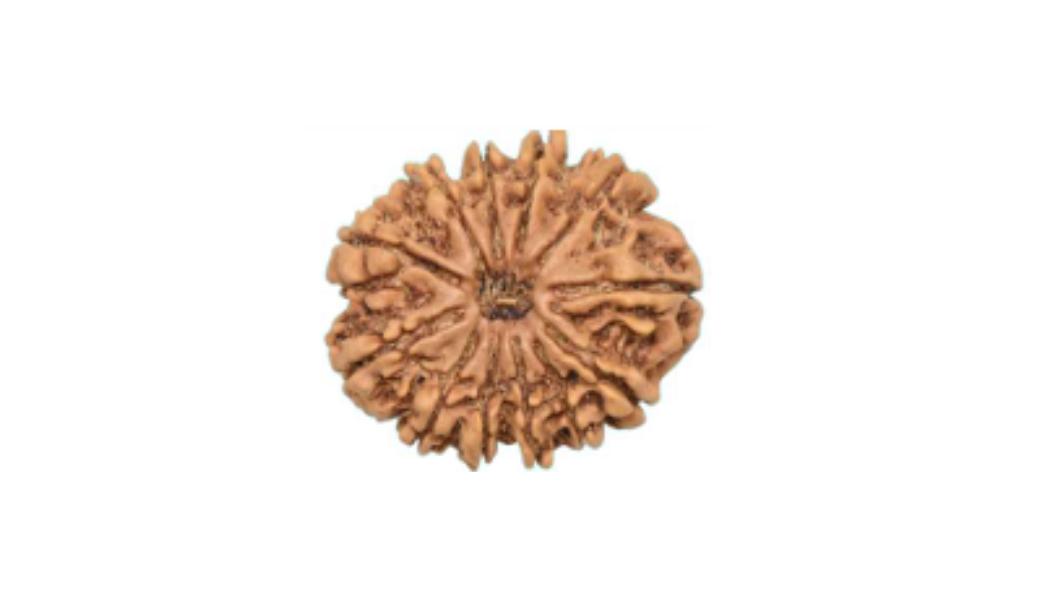 12 Mukhi Nepali Rudraksh