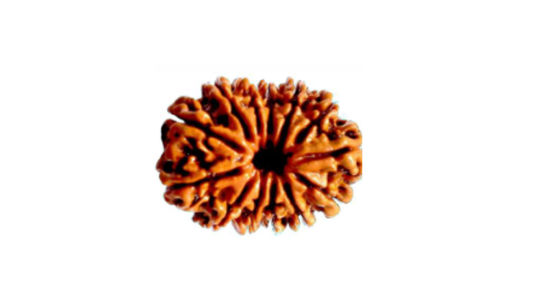 13 Mukhi Nepali Rudraksh