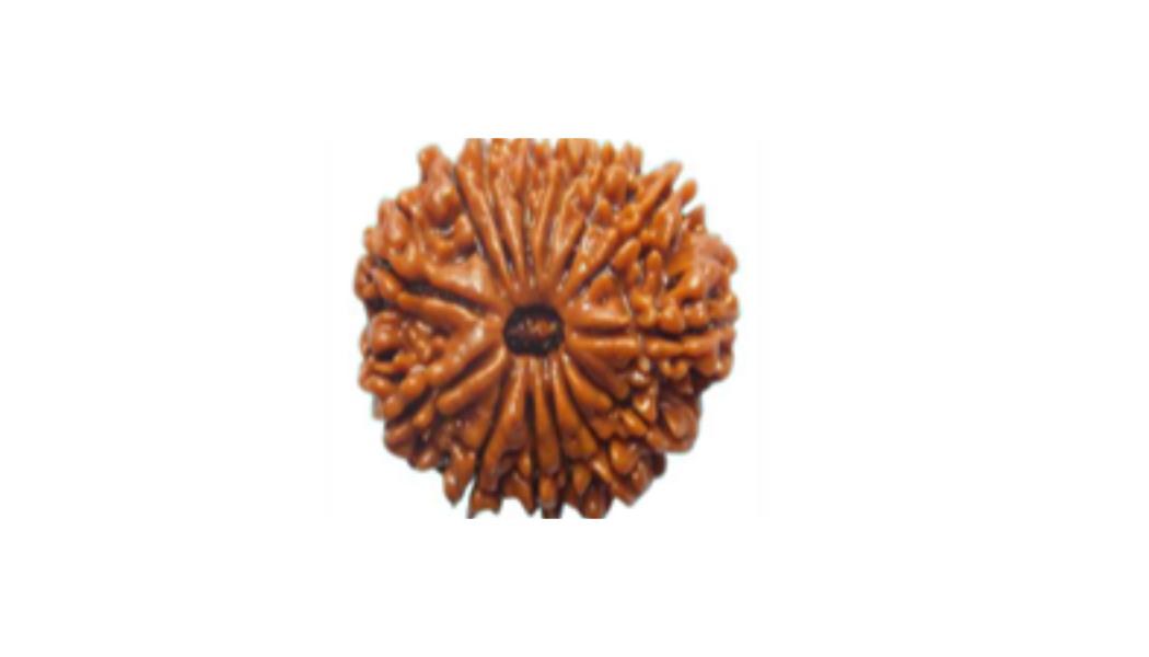 14 Mukhi Nepali Rudraksh