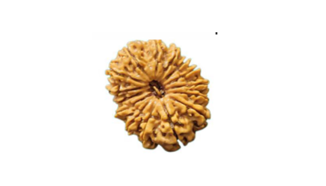 15 Mukhi Nepali Rudraksh