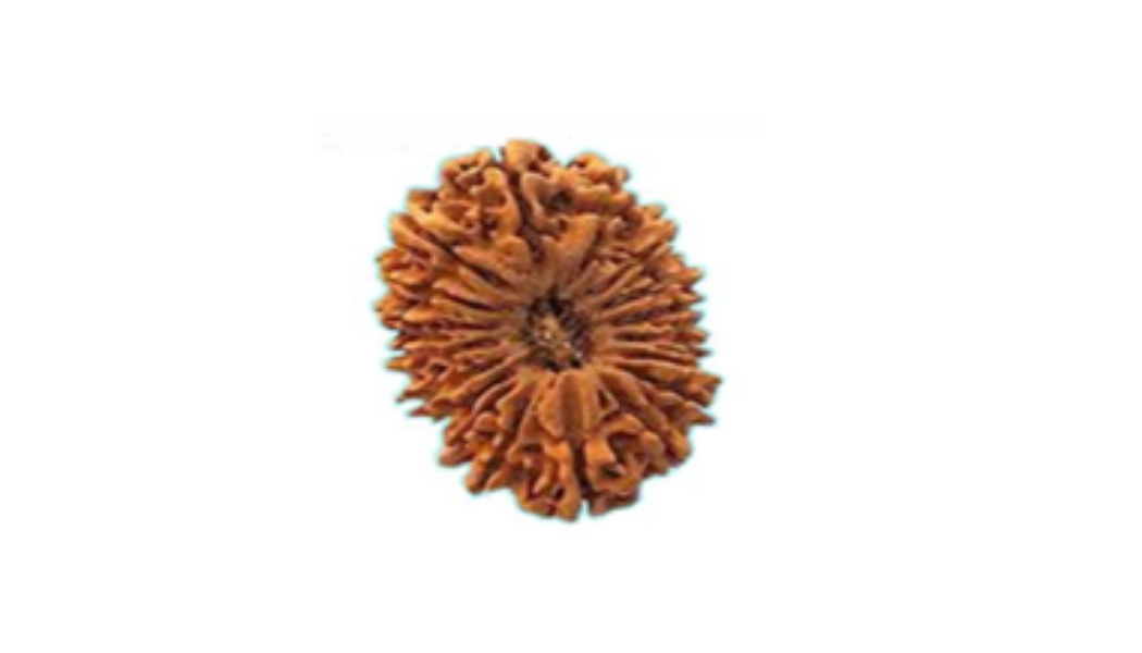 16 Mukhi Nepali Rudraksh