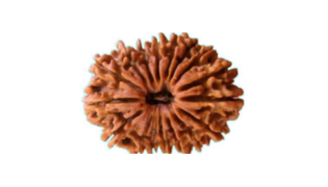 17 Mukhi Nepali Rudraksh