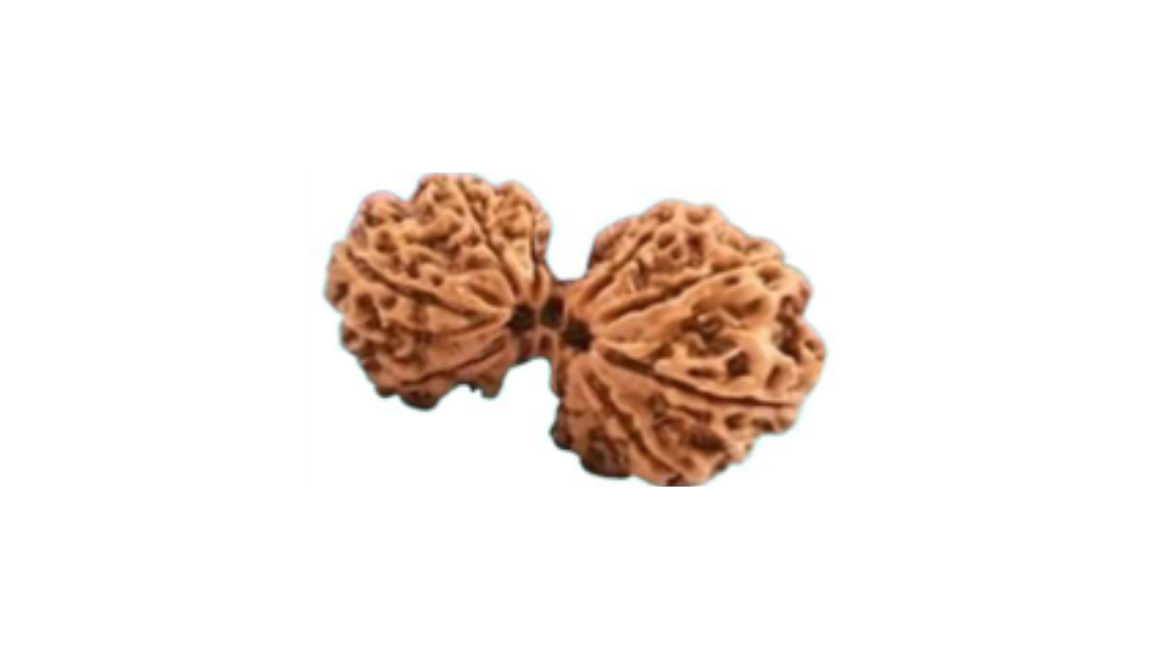 Grabh Gauri Rudraksh (Nepali)