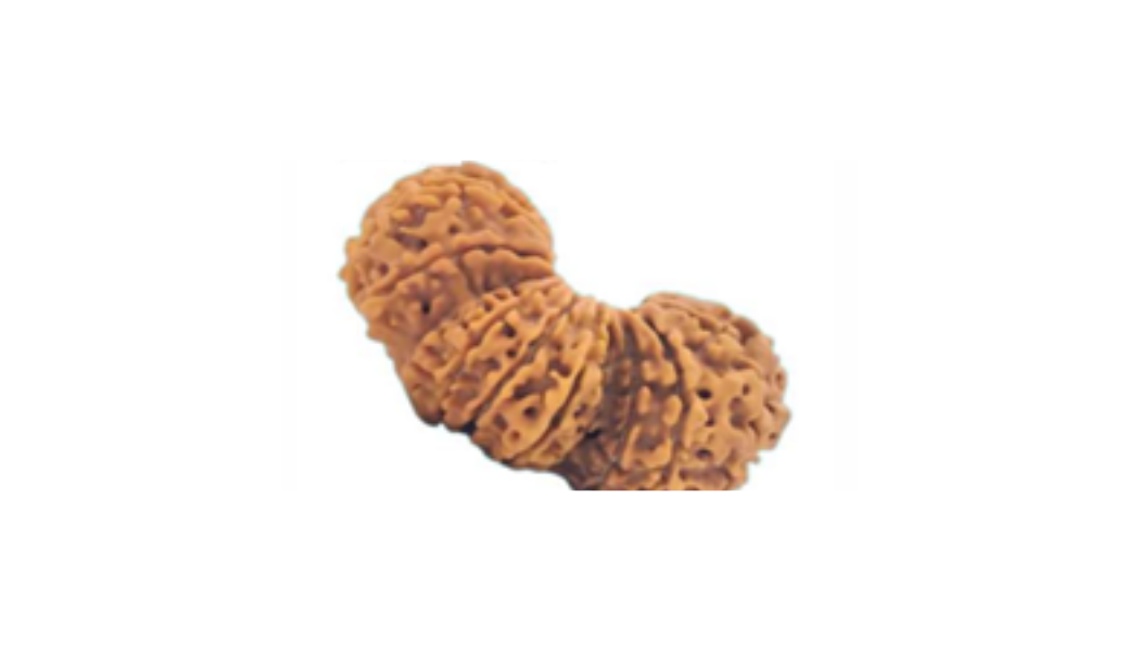 Trijuti Rudraksh (Nepali)
