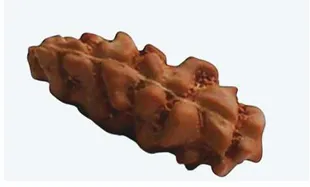 1 Mukhi Indonesia Rudraksh