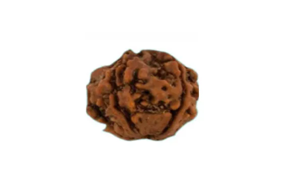 4 Mukhi Indonesia Rudraksh