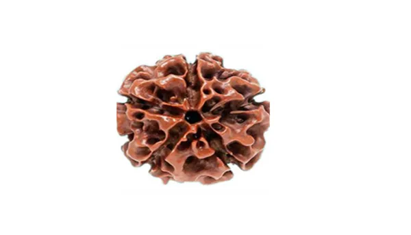 5 Mukhi Indonesia Rudraksh