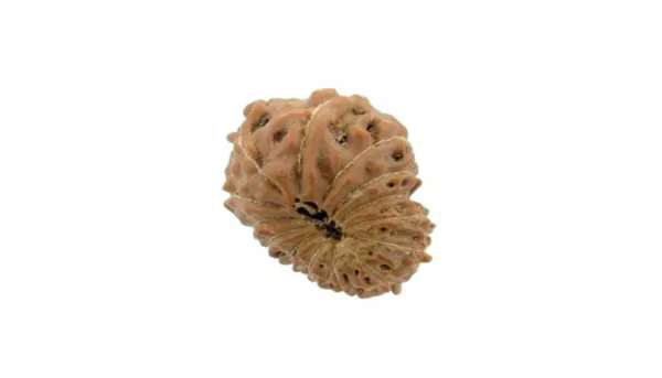14 Mukhi Indonesia Rudraksh