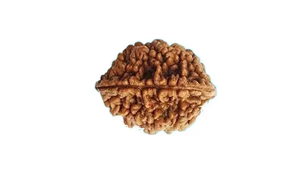 2 Mukhi Indonesia Rudraksh